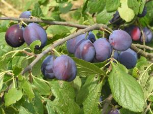 Plums, glorious plums!