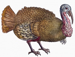 Woodcut from 1560 edition of Konrad von Gesner's 'Icones Avium Omnium.'