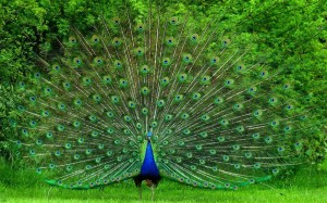 peacock-1