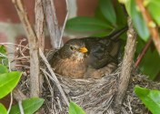 turdus_merula_nesting