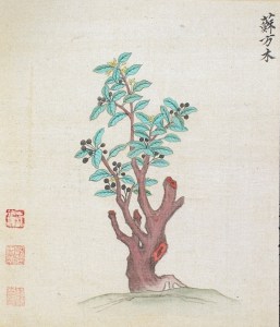 Painting of a Logwood/Sappan tree. Credit: Ming herbal (painting): Sappan tree, Wellcome Collection. Attribution 4.0 International (CC BY 4.0).